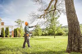 Best Tree Removal Services  in Emeryville, CA